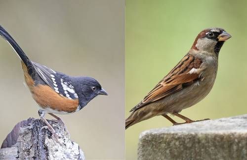 Explosiones-por-obras-del-muro-fronterizo-danan-el-cerro-Cuchuma-y-ponen-en-riesgo-su-avifauna